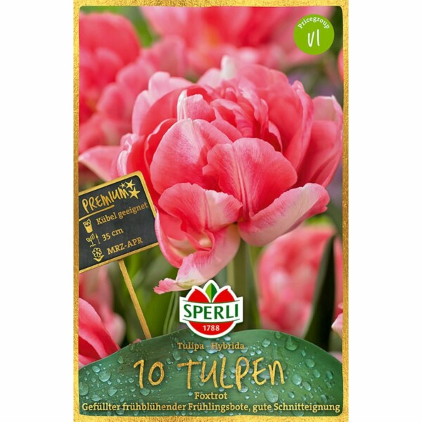 Gefüllte frühe Tulpen Foxtrott