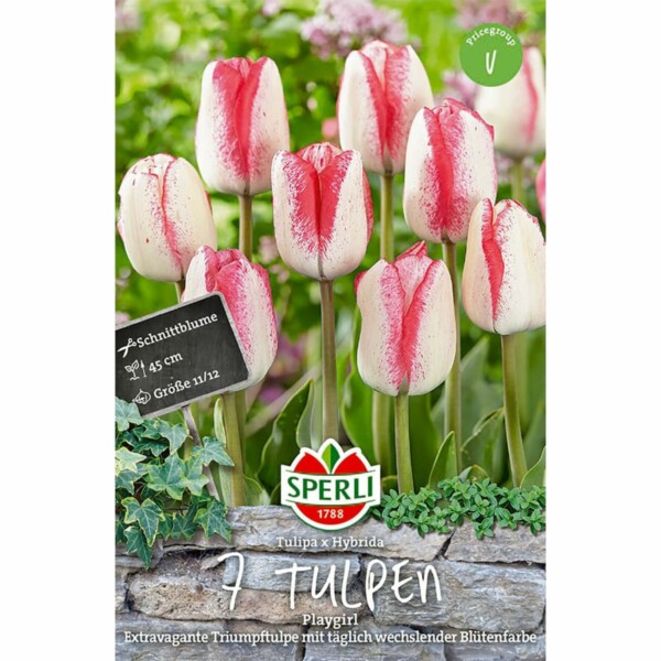 Sperli Tulipa Playgirl
