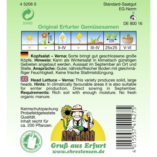 Kopfsalat, Verna – Bild 2