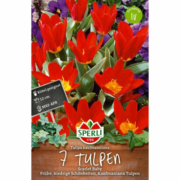 Sperli  Tulip Scarlet Baby