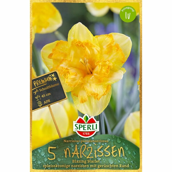Sperli Premium Narcissus Blazing Starlet
