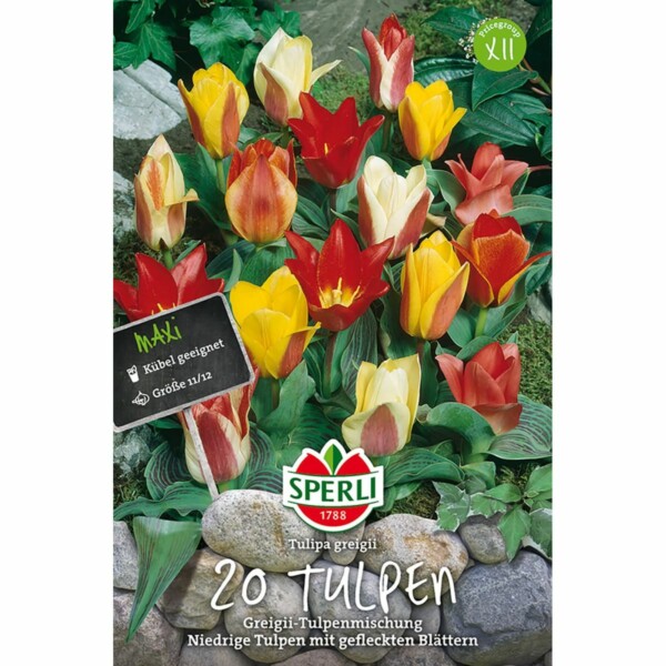 Greigii Tulpen Mischung