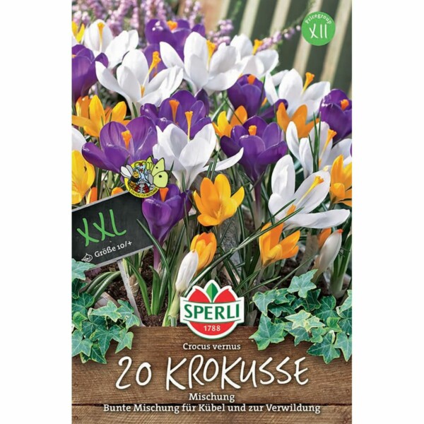 Krokusse Mischung - XXL