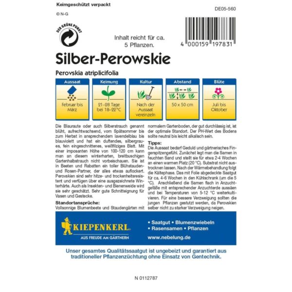 Perowskie Silberstrauch – Bild 2