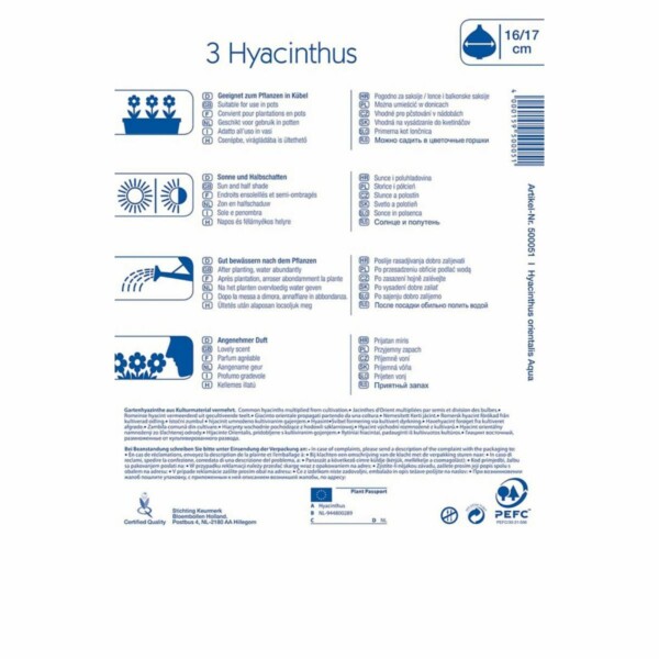 Hyacinthus Aqua – Bild 2