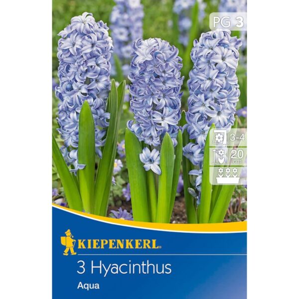 Hyacinthus Aqua