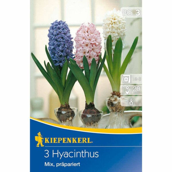 Hyacinthus Präparierte Mischung