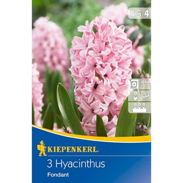 Hyacinthus Fondant