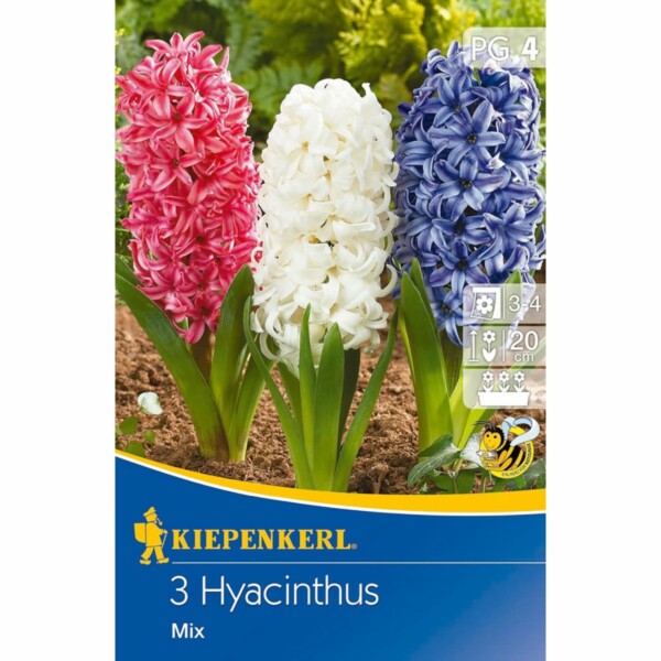Hyacinthus Mischung