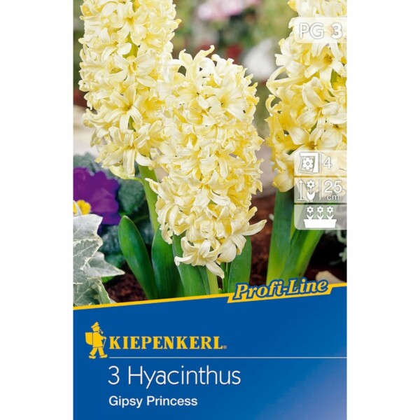 Profi-Line Hyacinthus Gipsy Princess