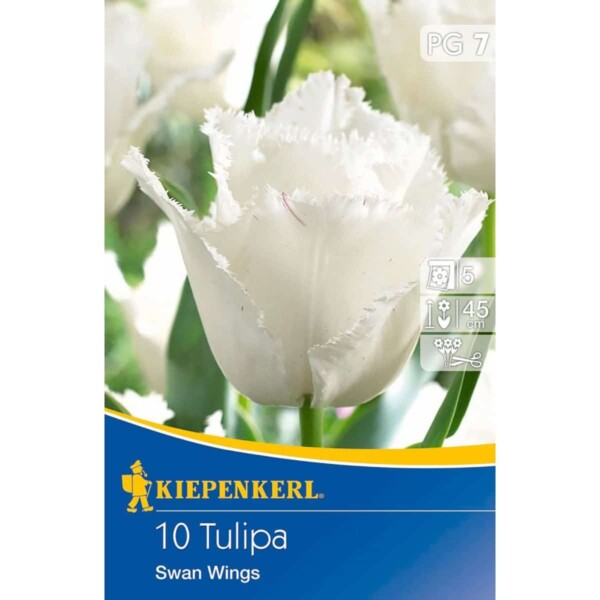 Gefranste Tulpen Swan Wings