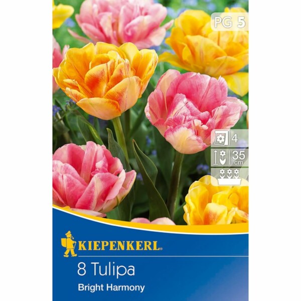 Gefüllte frühe Tulpen Foxtrot und Foxy Foxtrot