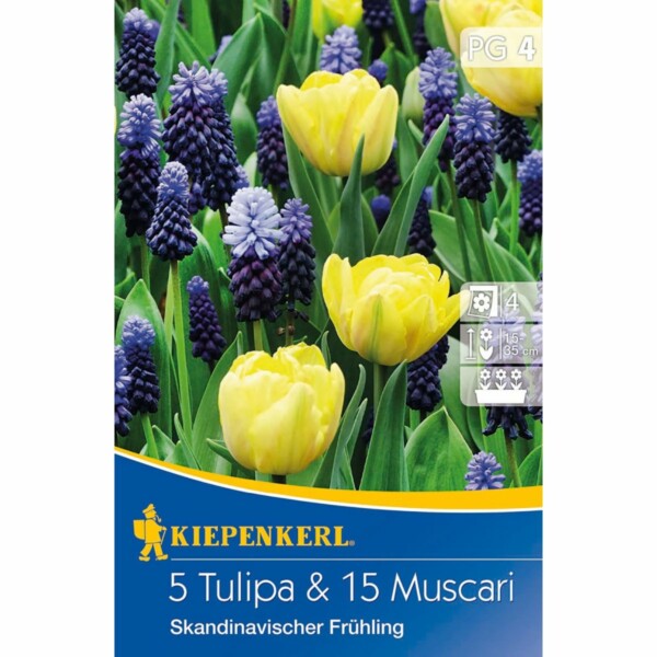 Tulipa und Muscari-Mix Skandinavischer Frühling