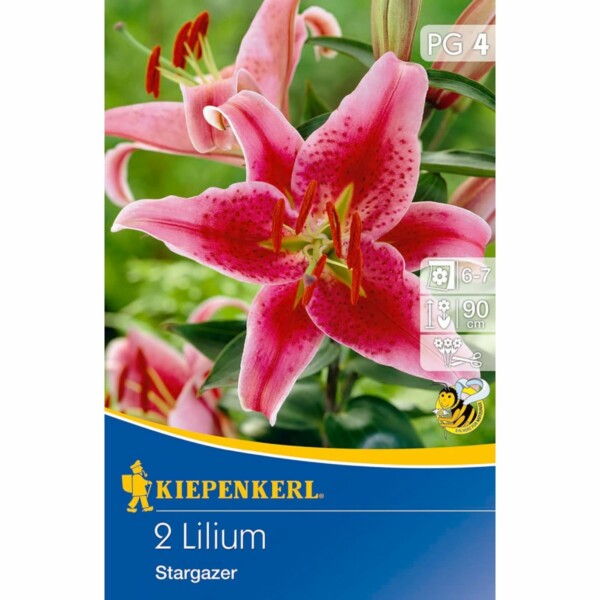 Lilium Stargazer