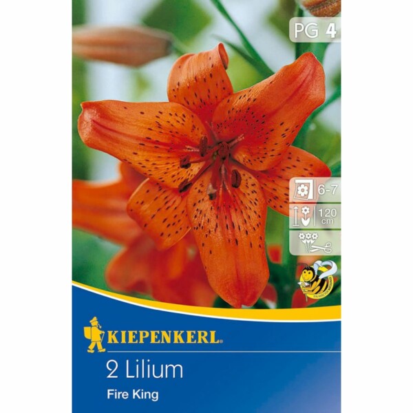 Lilium Fire King