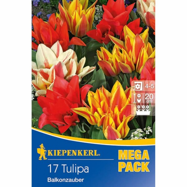 Botanische Tulpen Balkonzauber Mischung