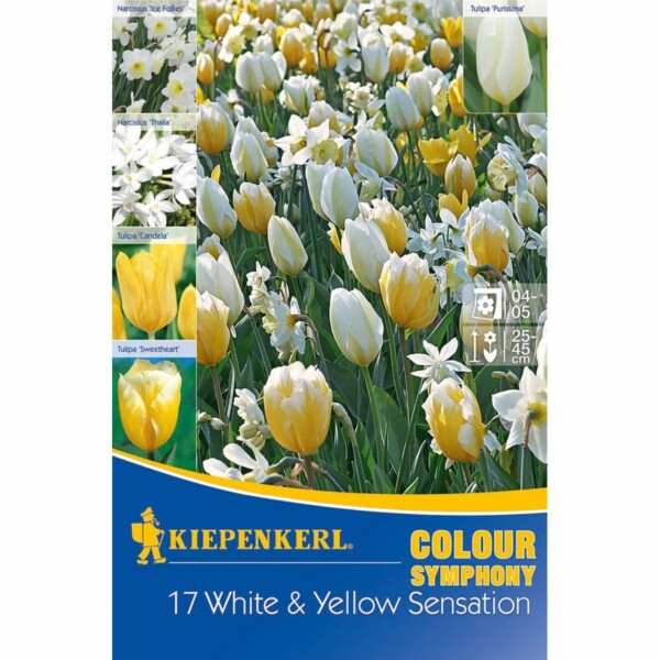 Symphony of Colour White & Yellow Sensation