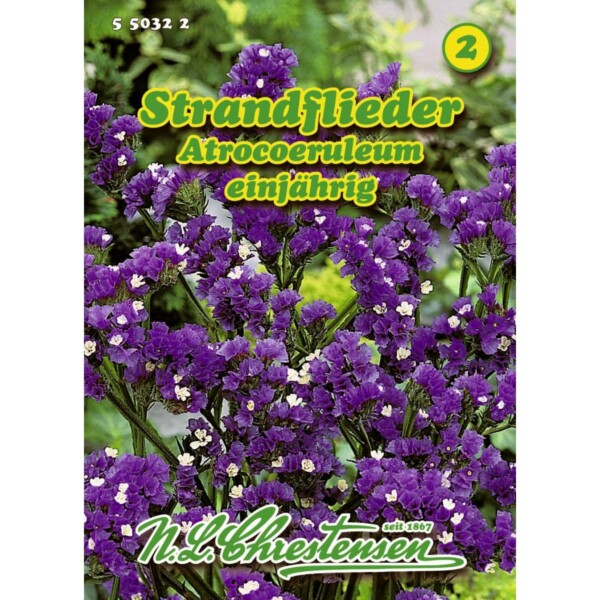 Limonium sinuatum, Strandflieder, Atrocoeruleum
