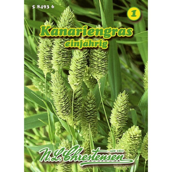 Phalaris canariensis, Kanariengras