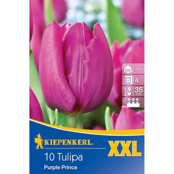 Einfach frühe Tulpe Purple Prince, XXL