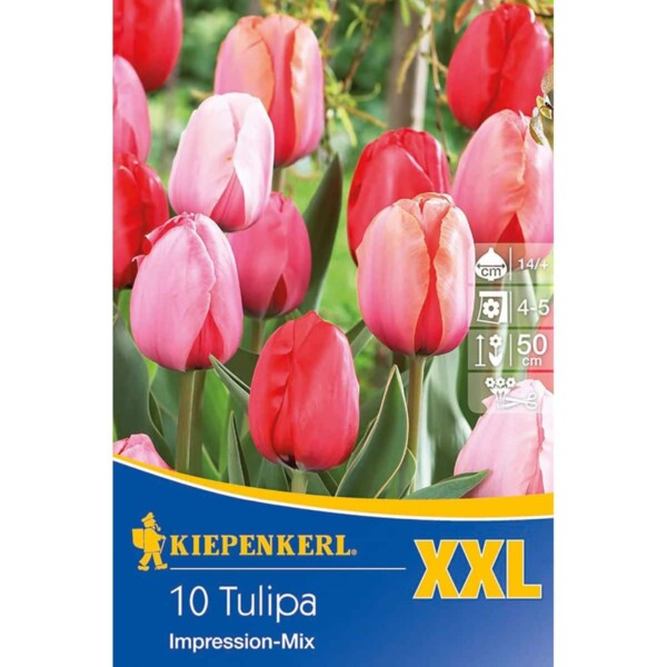 Darwin-Hybrid-Tulpen Impression Mischung, XXL