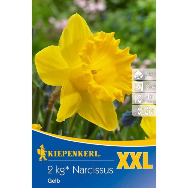 XXL  Narcissus Gelb 2,0kg