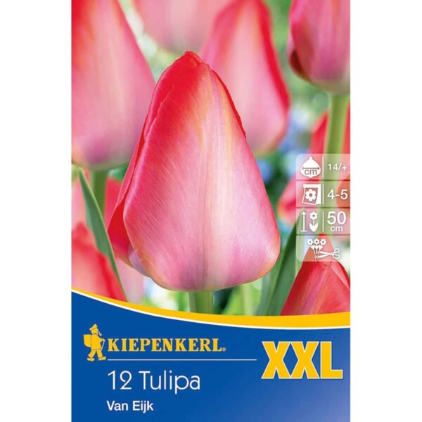 Darwin-Hybrid-Tulpen Van Eijk, XXL