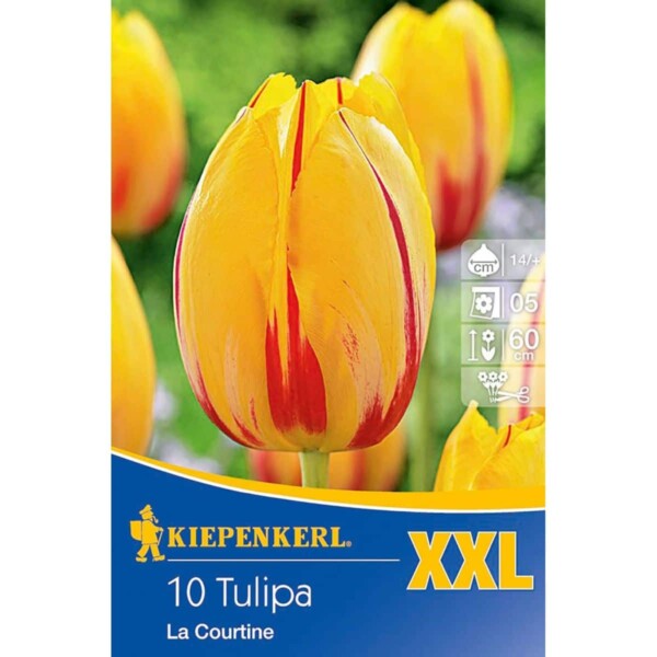 Einfach späte Tulpen La Courtine, XXL