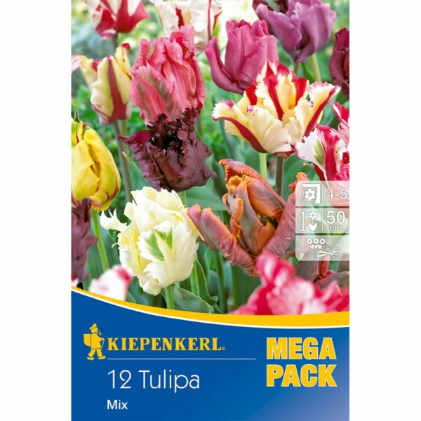 Papageien-Tulpen Mischung