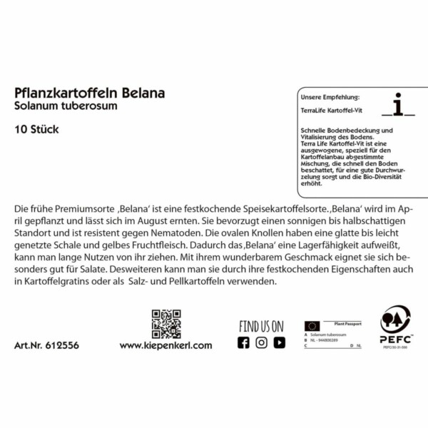 Pflanzkartoffeln Belana – Bild 2