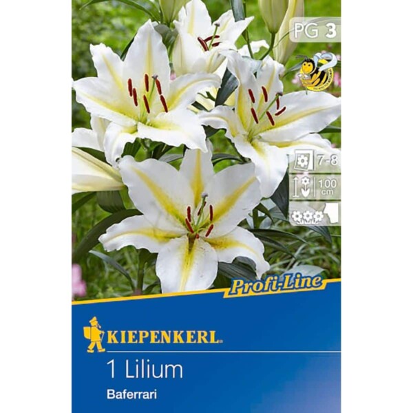 Profi-Line Lilium Baferrari