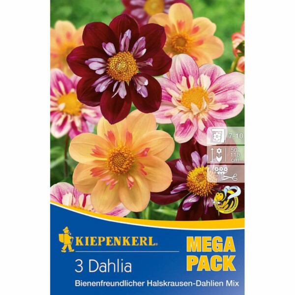 Bienenfreundlicher Halskrausen-Dahlien Mix