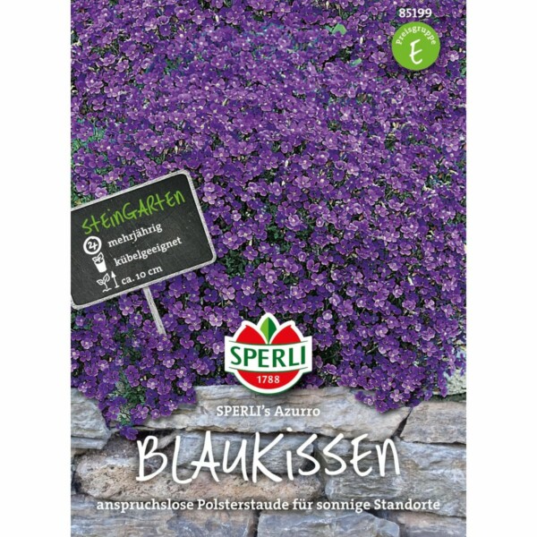 Blaukissen  'Sperli´s Azurro'