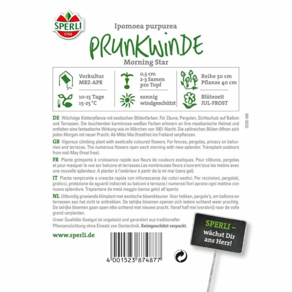 Prunkwinde 'Morning Star' – Bild 2