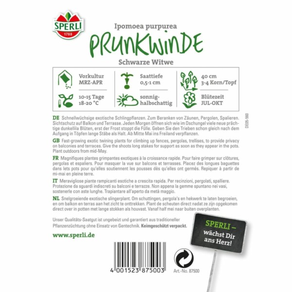 Prunkwinde 'Schwarze Witwe' – Bild 2