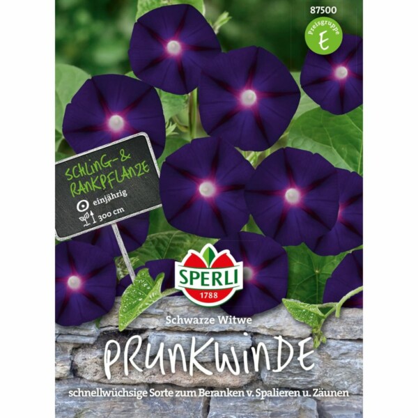 Prunkwinde 'Schwarze Witwe'