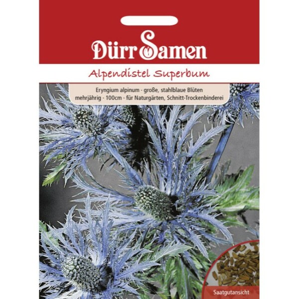 Alpendistel Superbum