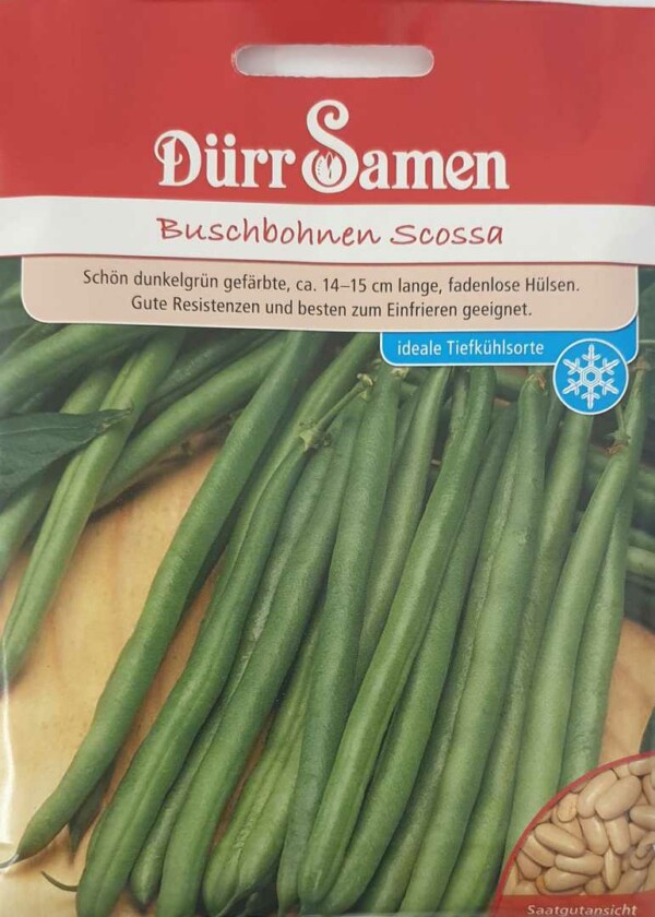 Buschbohnen Scossa