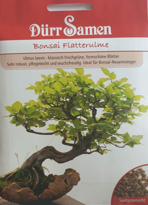 Bonsai Flatterulme