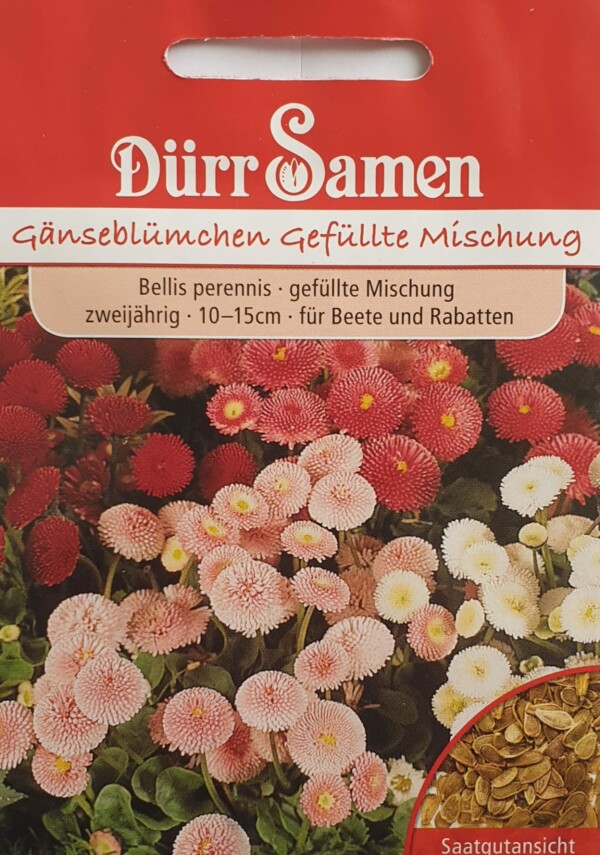 Gänseblümchen gefüllte Mischung - Bellis perennis